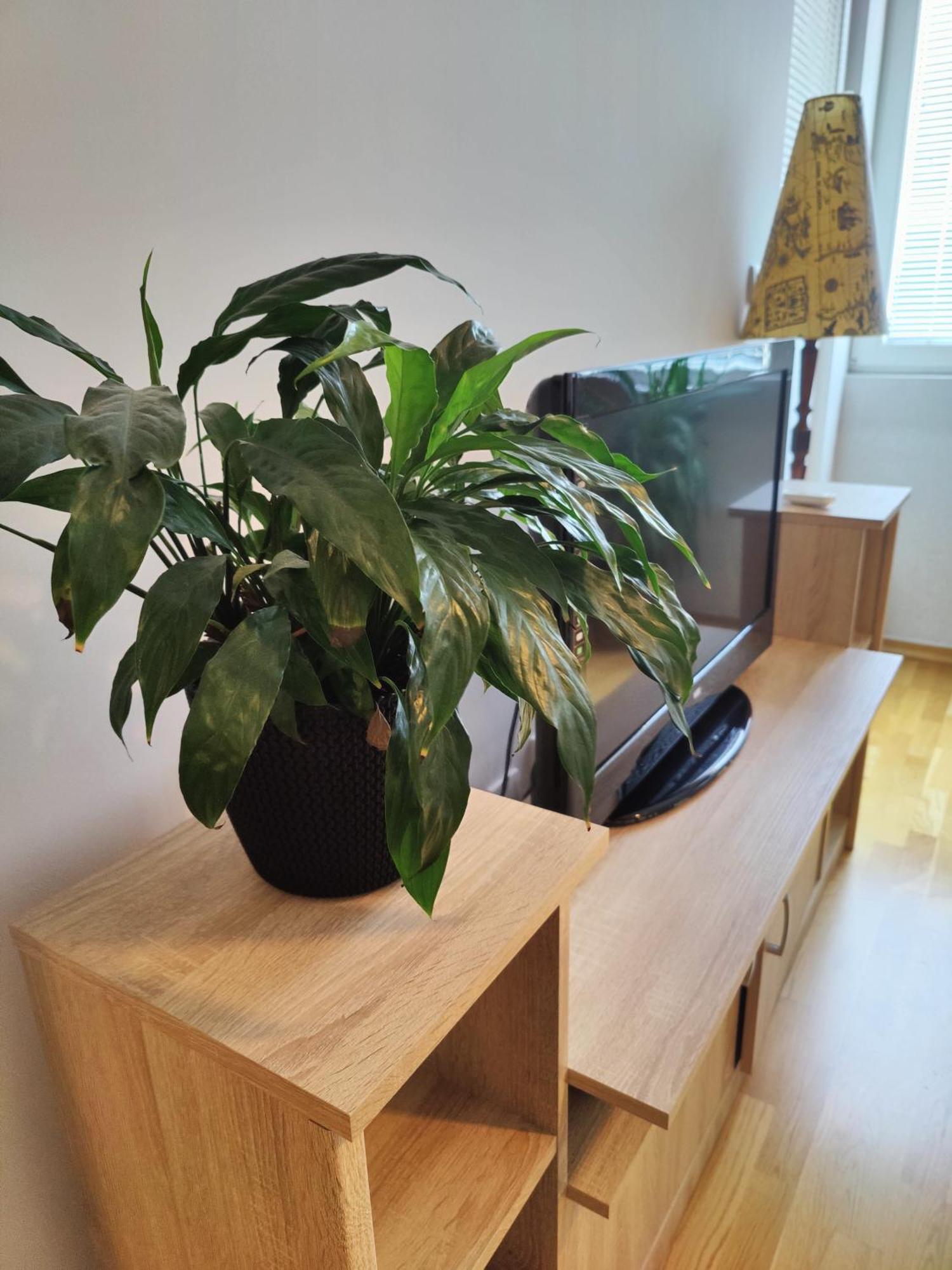 Apartman Aleksic Ni エクステリア 写真