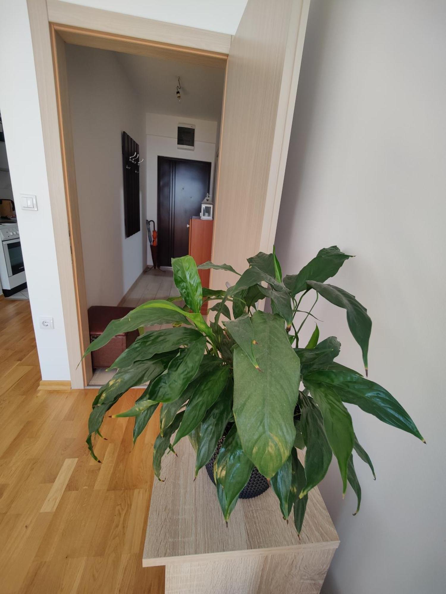 Apartman Aleksic Ni エクステリア 写真